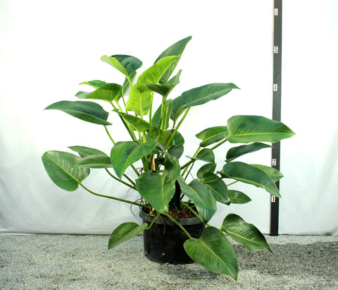 Green-Congo-Philodendron-Urban-Plants