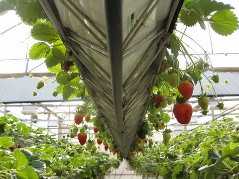 Greenhouse-Farming-in-Kenya:-How-to-Start,-Crops,-Construction-Profits,-and-Subsidy-Urban-Plants