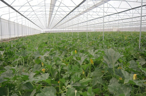 Pumpkin-Farming-in-Polyhouse-for-Double-Profit-Urban-Plants