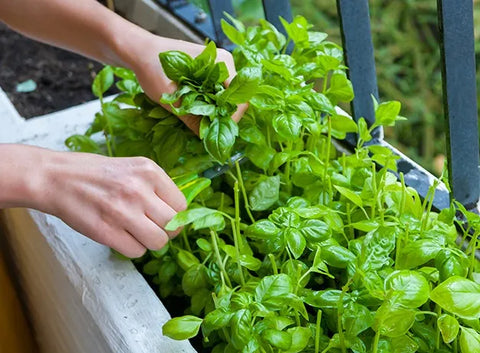 Herb-Plants-Garden-Urban-Plants