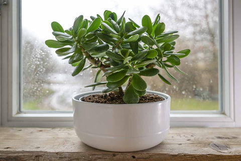 How-to-Grow-Jade-Plants-Urban-Plants