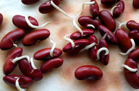 Kidney-beans-Farming-in-Polyhouse-Urban-Plants