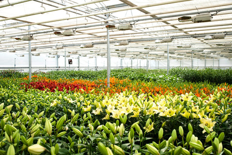 Lilium-Farming-Polyhouse-Urban-Plants