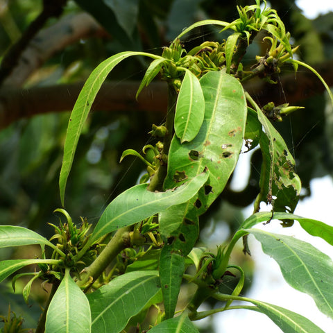 mango-disease-Urban-Plants