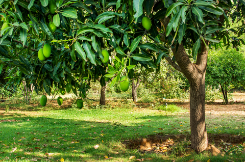 Mango-tree-Fertilization-Soil-Urban-Plants