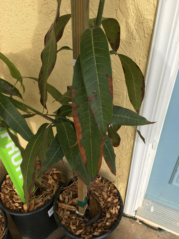 Mango-tree-Tip-Burn-Urban-Plants