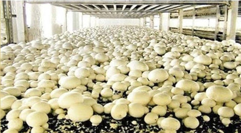 Mushroom-Farming-in-Polyhouse-Urban-Plants