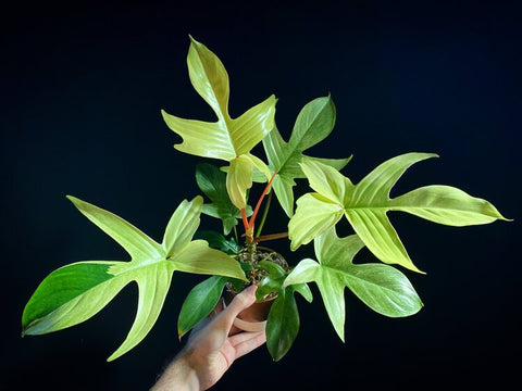 Selloum-Philodendron-Urban-Plants