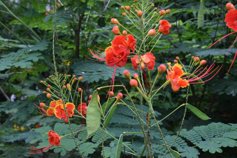 Red-Bird-od-Paradise-Caesalpinia-pulcherrima-Urban-Plants