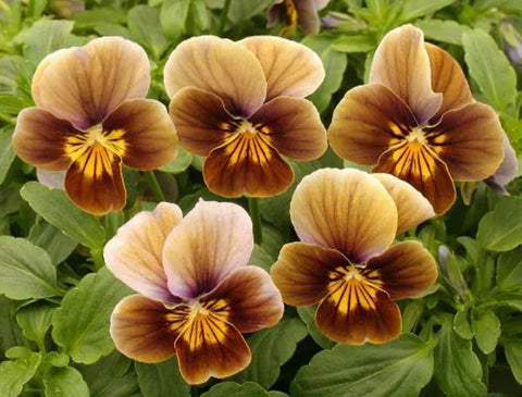 ‘Horned Pansy Angel Amber Kiss’ is a biennial plant, featuring golden ...