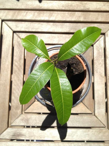Mango-tree-Fertilization-Soil-Urban-Plants