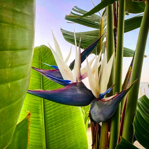 Bird-of-paradise-Plants-Urban-Plants