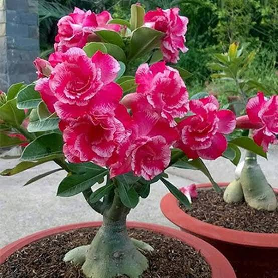 How to Plant, Grow and Care For Desert Rose Plants