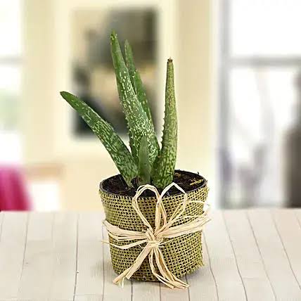 Aloe Vera Gifts Urban Plants 