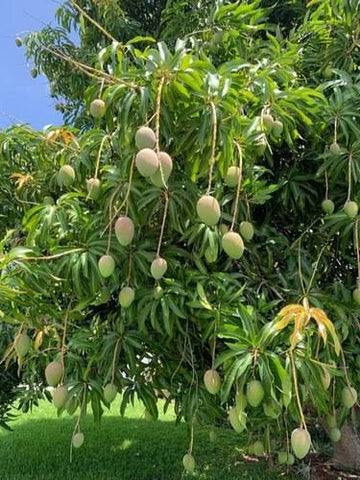Two Types of Mixed Mango Bloom 