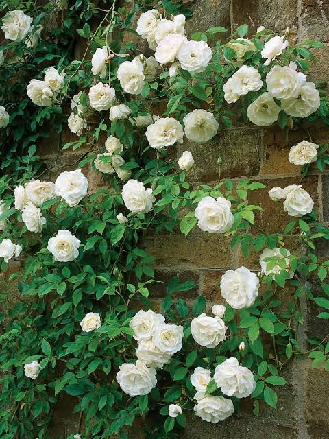 Love in Rose Bush 20 Seeds - Rare - Red White Rose Seeds - Walmart.com