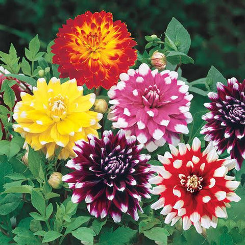 Dahlia flower plants Urban plants 