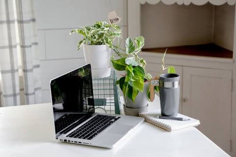 Office desk plants Urban plants 