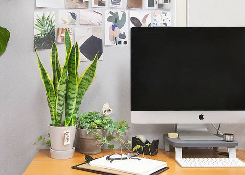 Office desk plants Urban plants