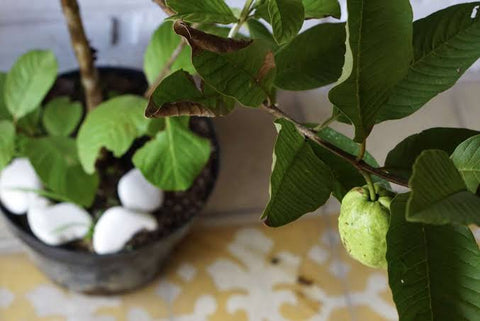 Thai guava plant care Urban plants 