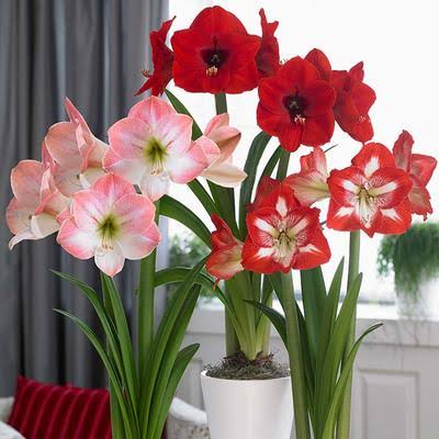 Get tips for growing Ƅeautiful Aмaryllis ƄulƄs in your garden - UrƄan  plants - UrƄan Plants™