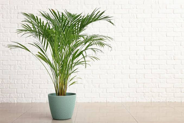 Areca Palm Plant Indoor Care Urban plants 