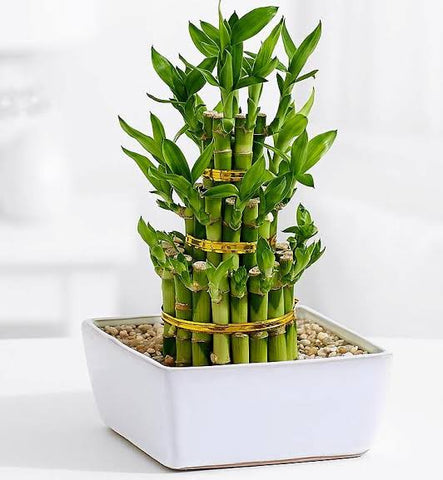 Decorate Your Office Desk With  Beautiful Indoor Plant Lucky Bamboo Urban Plants