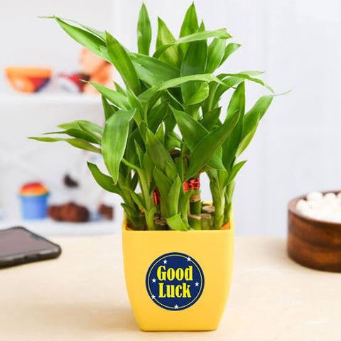 Lucky bamboo Gifts Urban Plants 