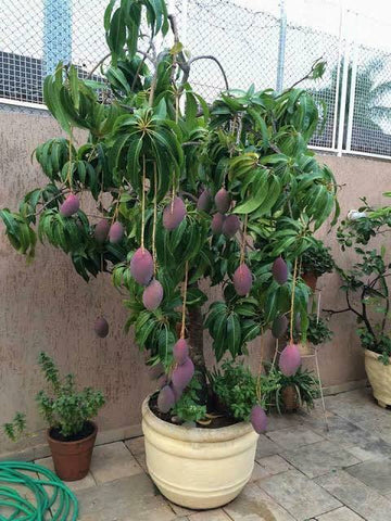 Palmer mango tree Initial care Urban plants 