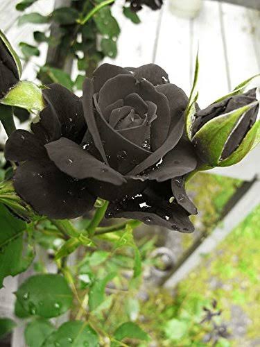 Black Rose: History, Symbolism, Cultivation, and Varieties