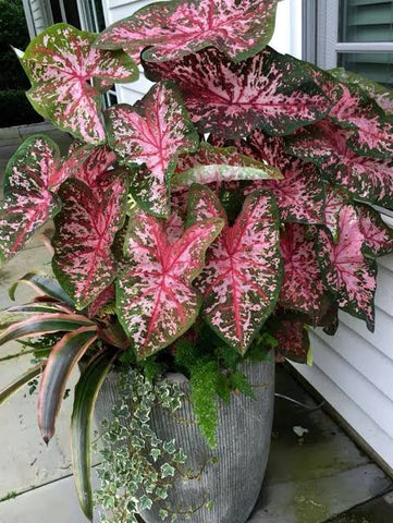 Caladium Bulbs Urban Plants 