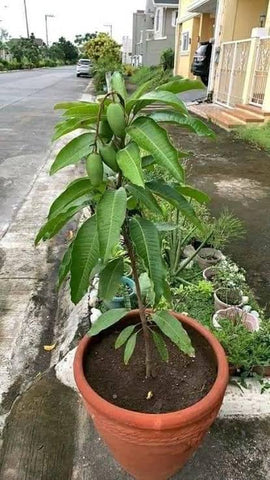 Chausa-mango-tree-immediate-Urban-plants