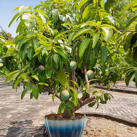 Chausa-mango-tree-initial-Urban-plants