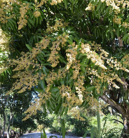 Chaunsa mango plant blooming Urban plants 