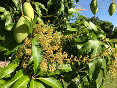 Chaunsa mango blooming Urban plants 