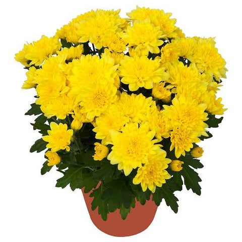 Chrysanthemum plant Urban plants 