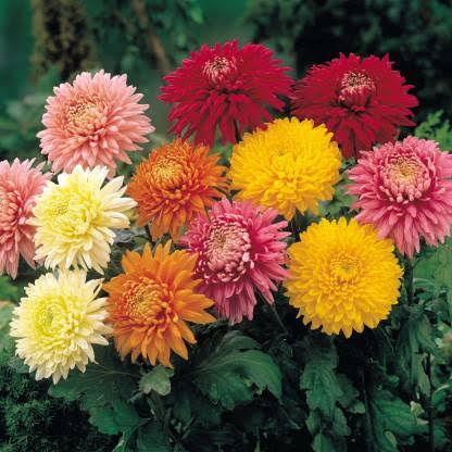 Chrysanthemum plant Care and repotting Urban plants 