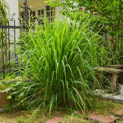 Citronella Grass Plant Care Urban plants 