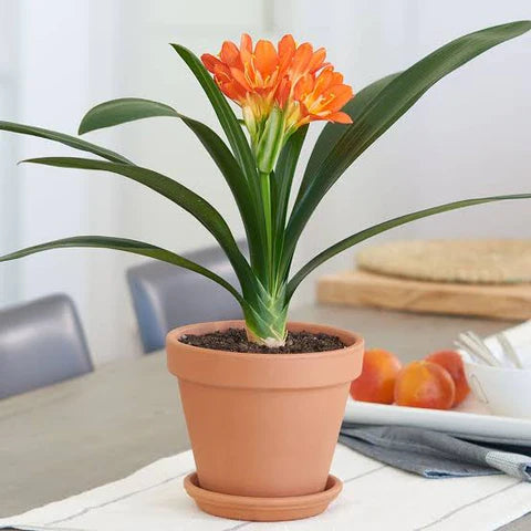 How To Take Care Of Clivia Flower Plants In Your Garden Urban Plants