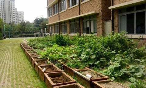Plants for Schools Urban plants 