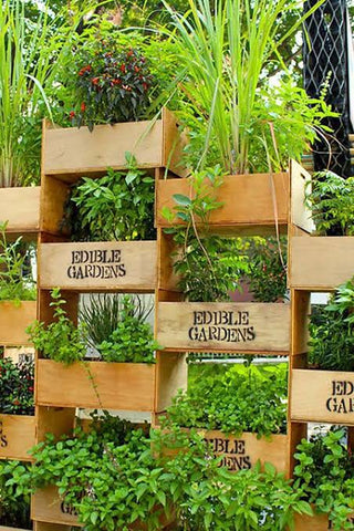 Best vertical garden plants Urban plants 