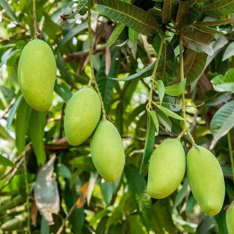 Gir-Kesar-mango-tree-Urban-plants