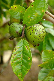 Guava diseases Urban plants 