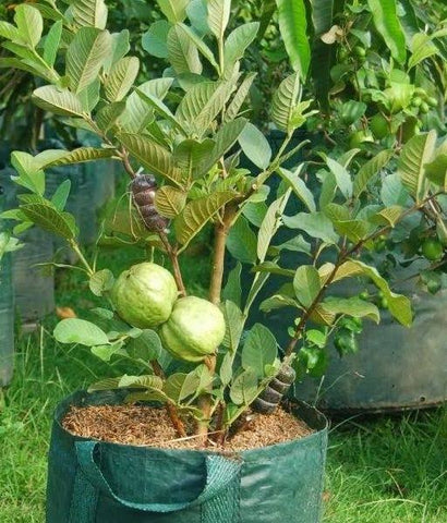 Small guava plant pruning Urban plants 