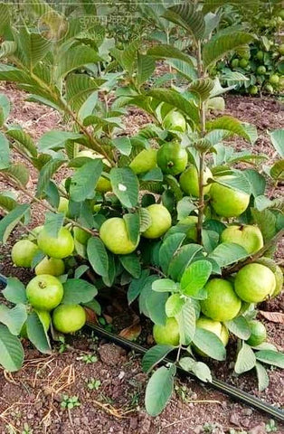 Guava plantation care Urban plants 