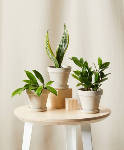 Best Low Maintenance Indoor Plants That Are Perfect For Busy People Urban Plants