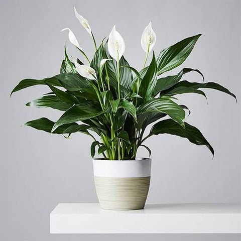Indoor plant Gifts