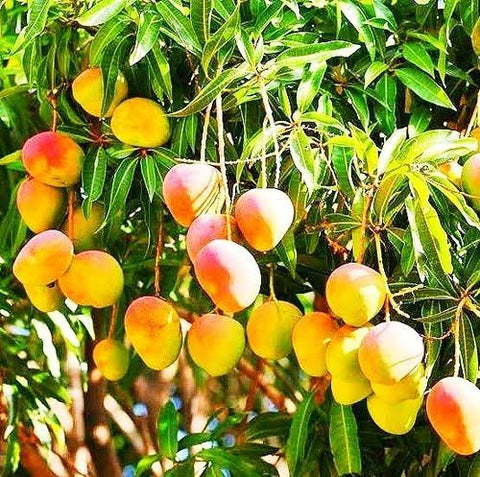 Gir Kesar Mango Pruning and Care Tips Urban plants 