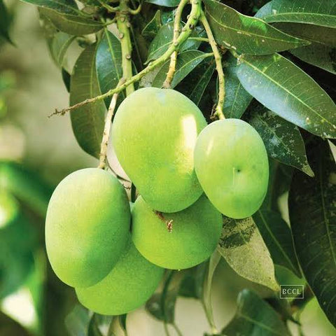 Langra Mango Plants Urban plants 