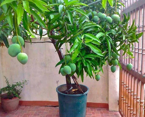 Mango tree planting care